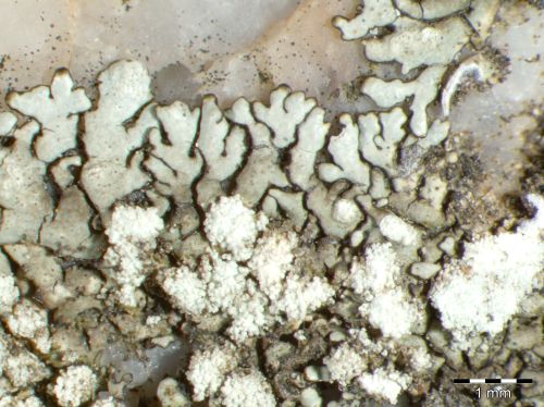 [Xanthoparmelia mougeotii]